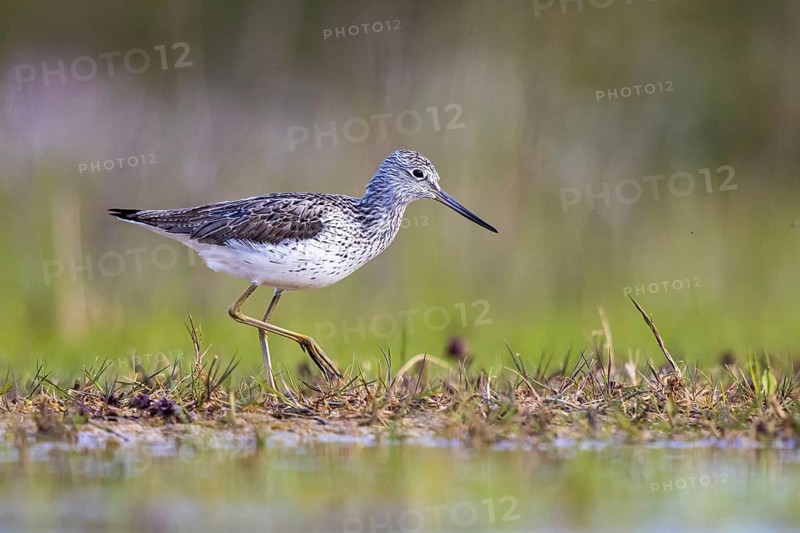 Common Greenshank (Tringa nebularia), North Rhine-Westphalia, Germany
