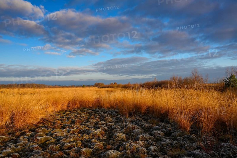 Wide, wintry Goldenstedt moor with pipe grass in the evening light, Goldenstedt, Lower Saxony, Germany