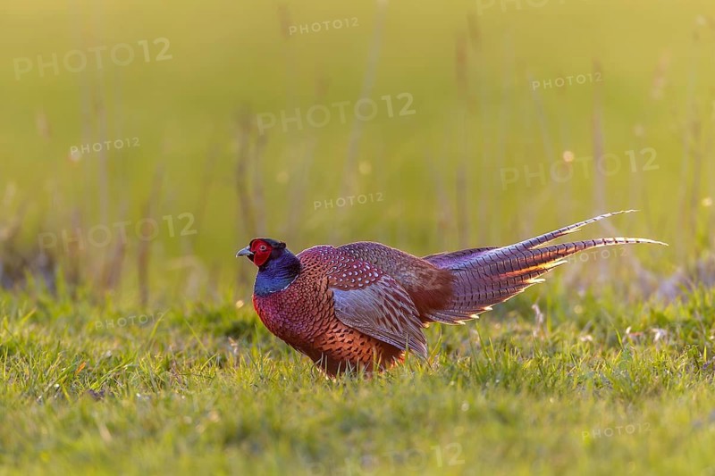 The pheasant cock (Phasianus colchicus) impresses its opponent with laterally fanned tail feathers, mating season, mating dress, mating ritual, April, Germany