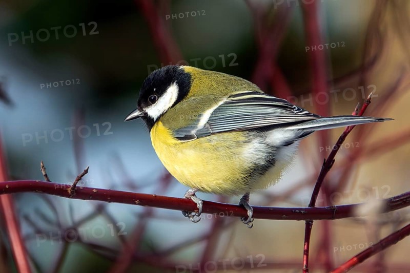 Great tit (Parus major), sitting on a branch, Baden-Württemberg, Germany