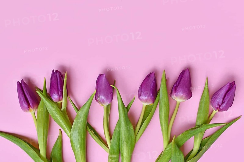 Purple tulip flowers on pink background. Floral spring background with copy space