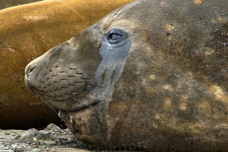 Animals, mammals, resting elephant seal, South Georgia, Antarctica