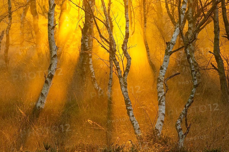 Birches (Betula) in the fog at dawn in the Molberger Dose, moor, raised bog, Molbergen, Lower Saxony, Germany