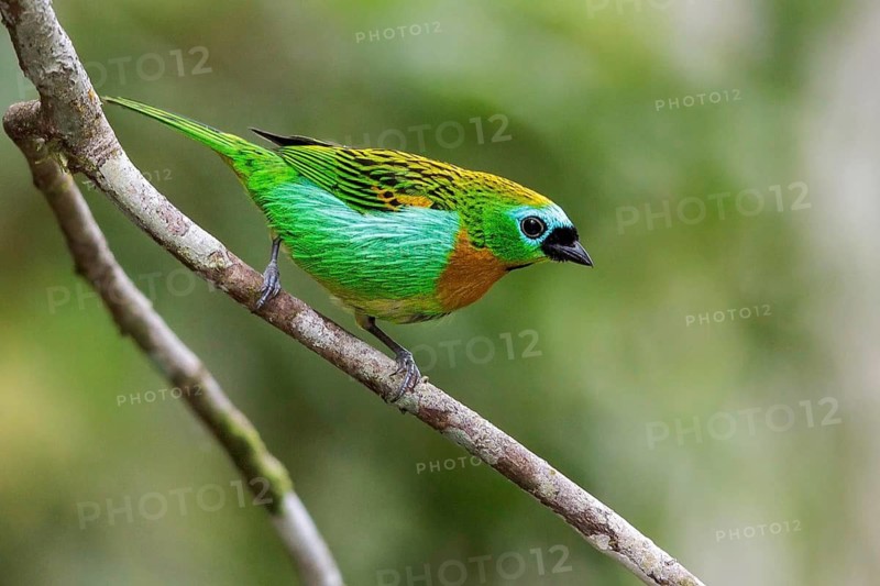 Brassy-breasted Tanager (Tangara desmaresti) perched on a branch in the Atlantic rainforest of southeast Brazil