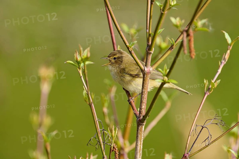 A small brown songbird sits singing in the branches of a spring landscape, chiffchaff (Phylloscopus collybita), spring, bird island, Altmühlsee, Muhr am See, Gunzenhausen, Franconian Lake District, Bavaria, Germany