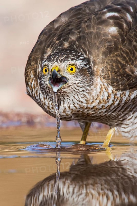 Eurasian Sparrowhawk (Accipiter nisus) drinking at a waterhole, Eilat, Israel