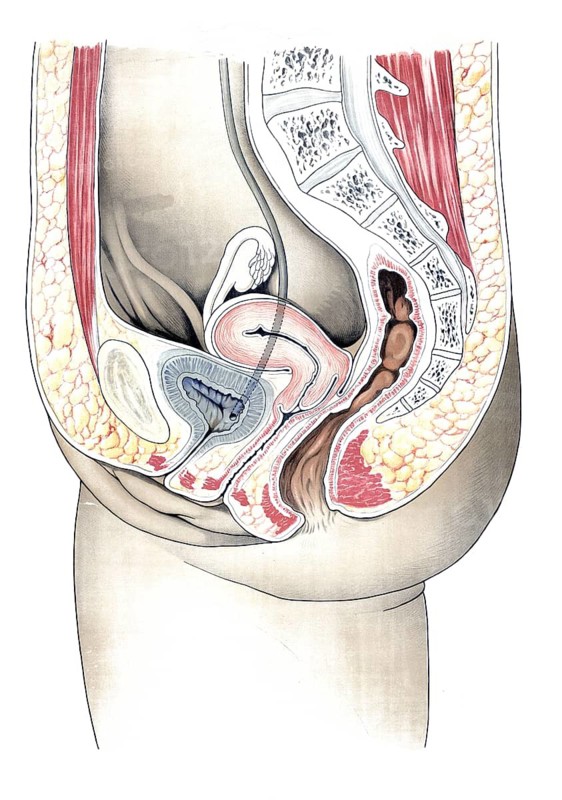 Anatomy, human, schematic representation of female genitals, reproduction of a historical school picture, mural or teaching board, authentic, exact date unknown