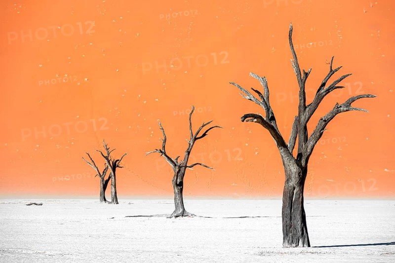 Dead camel thorn trees (Vachellia erioloba), red sand dunes, white salt pan, Dead Vlei, Sossusvlei, Namib Desert, Namib-Naukluft Park, Namibia