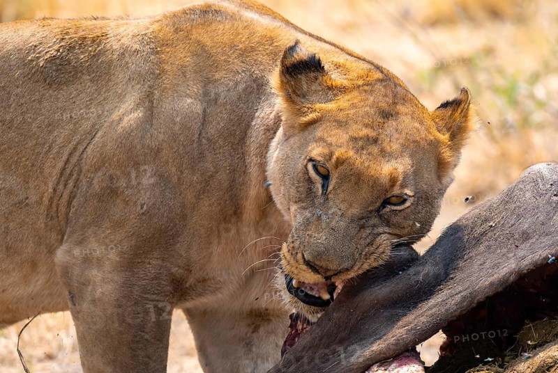 Lioness (Panthera leo) feeding on the carcass of a dead Cape buffalo, Moremi Game Reserve, Botswana