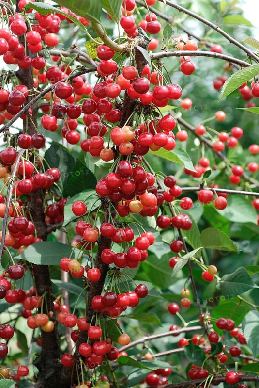 Sour cherry, sour cherry (Prunus cerasus 'Scharö'), Germany