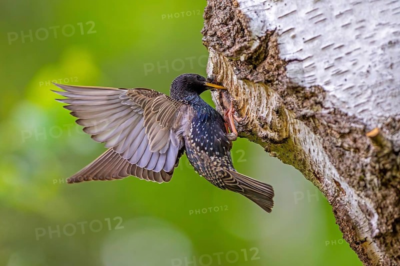 Common starling, European starling (Sturnus vulgaris) adult in breeding plumage at nest hole in birch tree feeding insects to chicks in spring