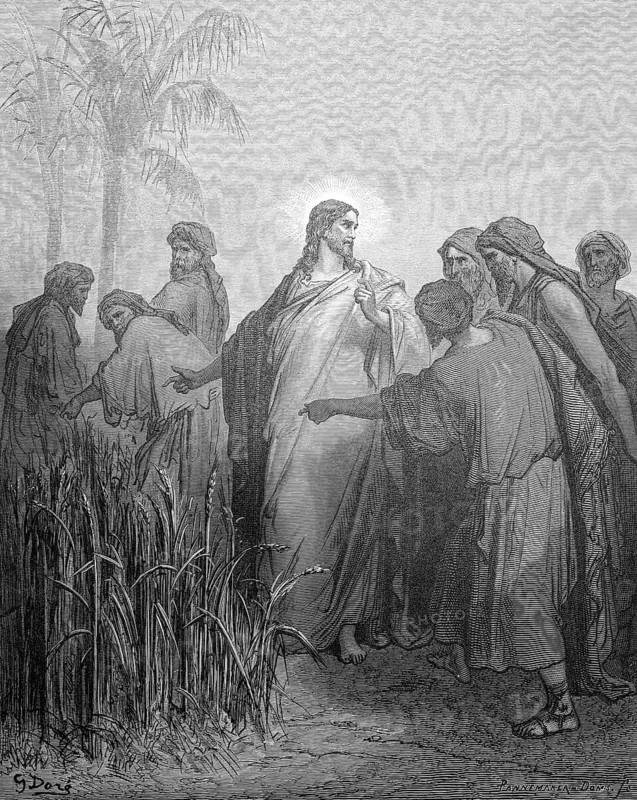 The apostles pick corn on the Sabbath and eat the grains, Matthew chapter 12, verse 1, Jesus speaking, Pharisee, prohibition, hunger, disciple, innocence, permission, cornfield, agriculture, cultivation, Christian religion, Bible, New Testament, steel engraving Doré, historical illustration 1885