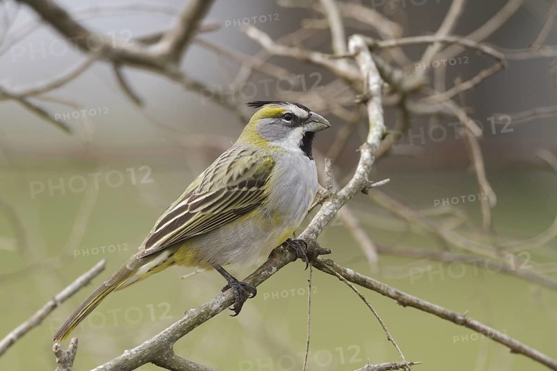 Yellow Cardinal (Gubernatrix cristata) female, Corrientes, Argentina