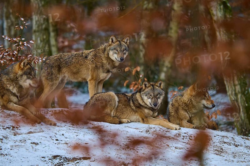 Four wolves resting on a snow-covered hill in a winter forest, Winter, Wolf (Canis lupus), Germany