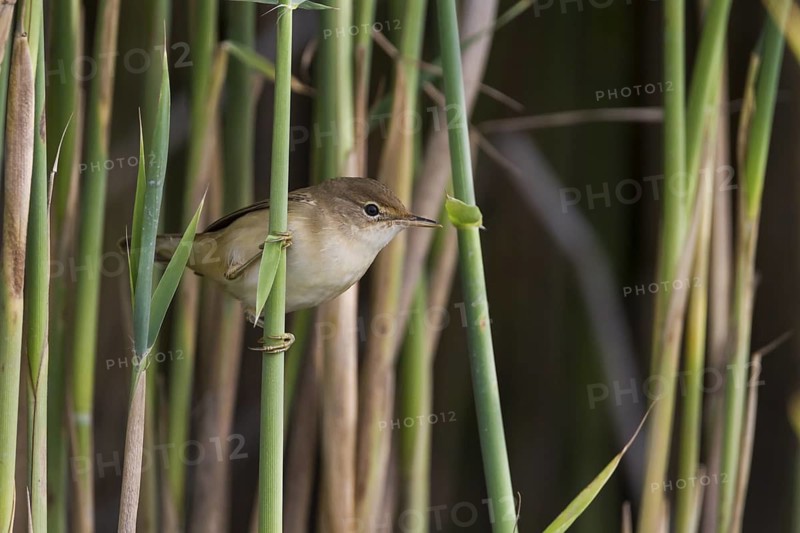 Common Reed Warbler - Teichrohrsänger - Acrocephalus scirpaceus ssp. scirpaceus, Germany