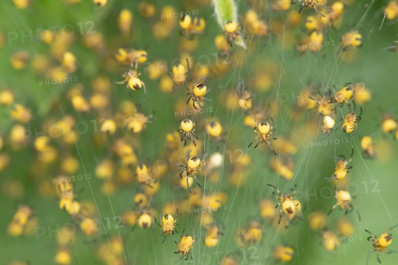 Garden spider (Araneus diadematus) juvenile baby arachnid spiderlings in a nursery web in spring, Suffolk, England, United Kingdom