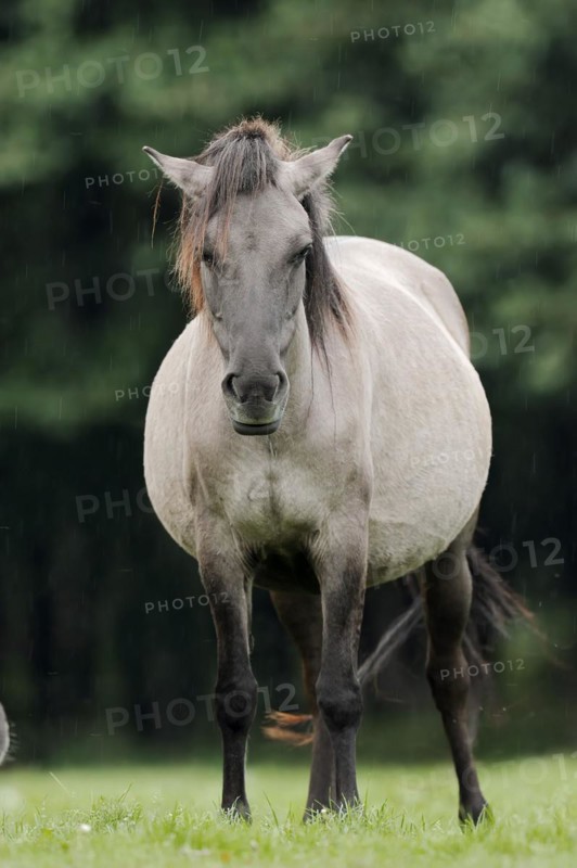 Dülmener Wildpferd, mare in the rain, Merfelder Bruch, Dülmen, North Rhine-Westphalia, Germany