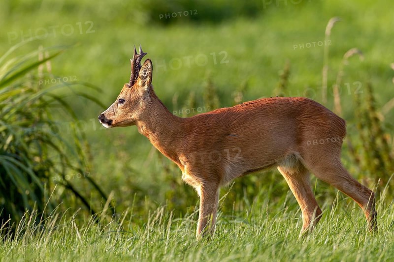 At the end of the first decade of August, the rut is drawing to a close, but the roebuck (Capreolus capreolus) is still showing interest in a doe grazing nearby, leaf time, mating season, August, Germany