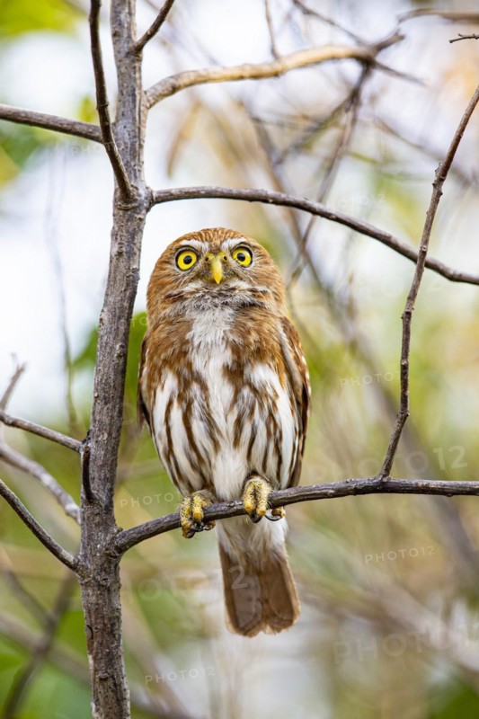 Brazilian Pygmy Owl Claucidium brasilianum) Pantanal Brazil