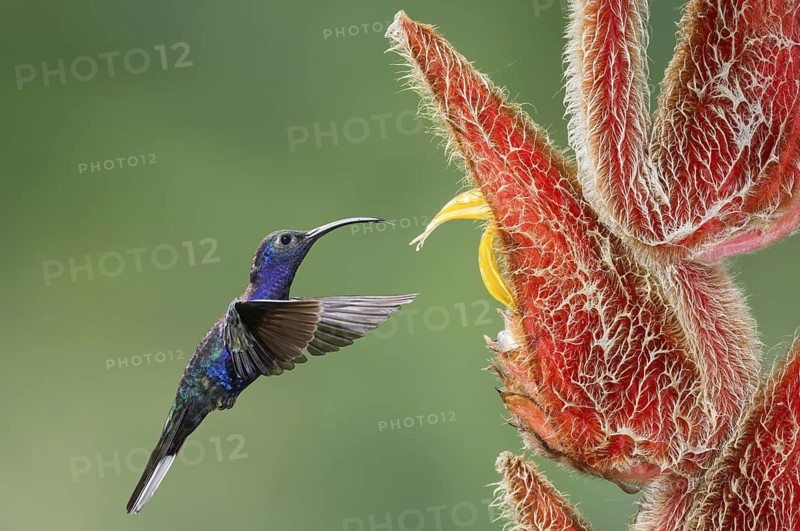 Violet Sabrewing (Campylopterus hemileucurus), Costa Rica