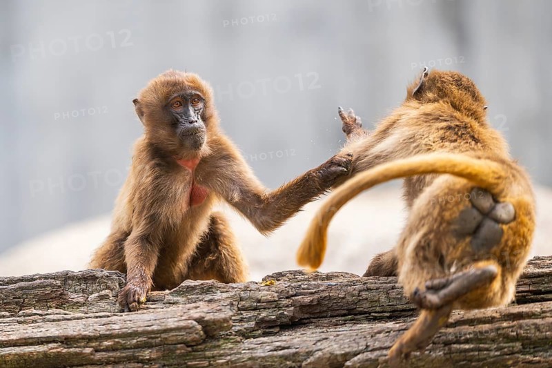 Gelada (Theropithecus gelada) arguing with each other, captive, Germany