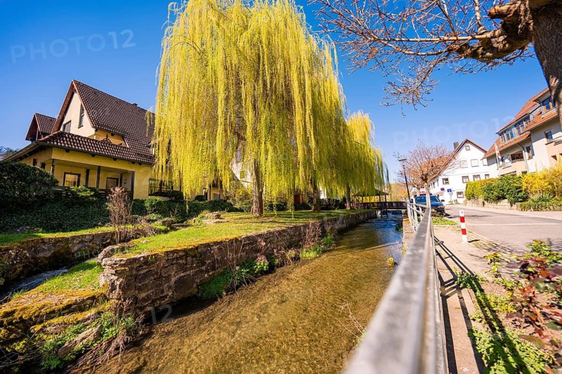 A river runs next to a willow tree and houses under clear skies, Aidlingen, Böblingen district, Germany