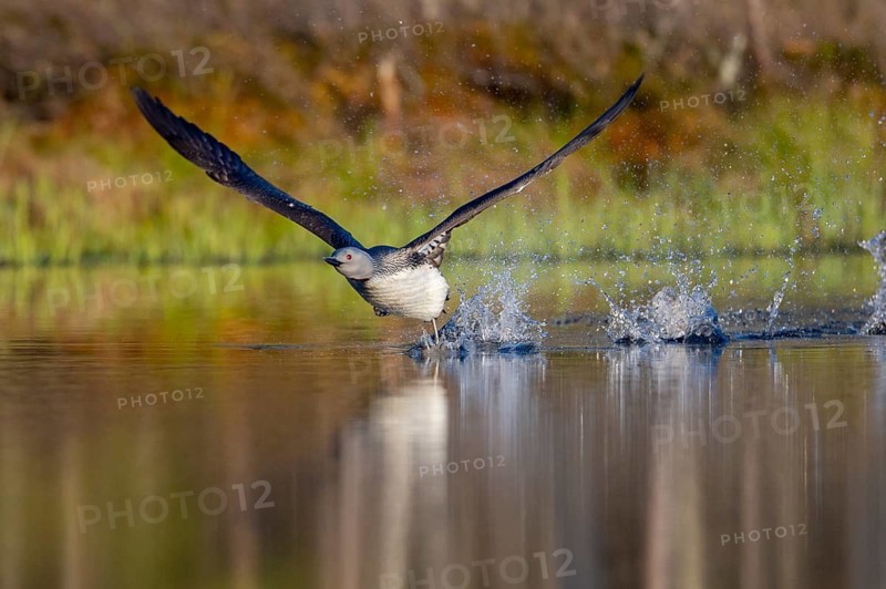 Red-throated diver (Gavia stellata) in breeding plumage on a lake in Sweden, Knuthöjdsmossen, Hällefors, Örebro län, Sweden