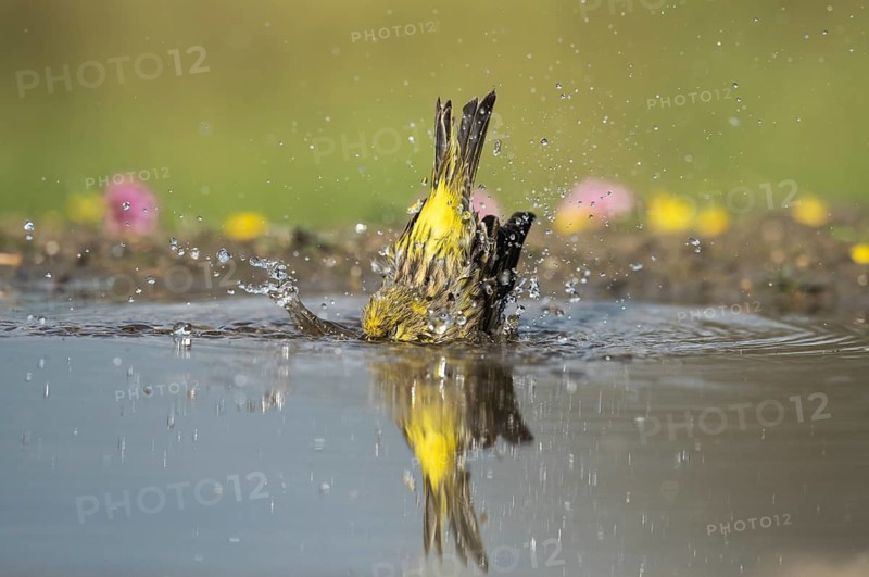 European Serin (Serinus serinus) male bathing, Aosta Valley, Italy