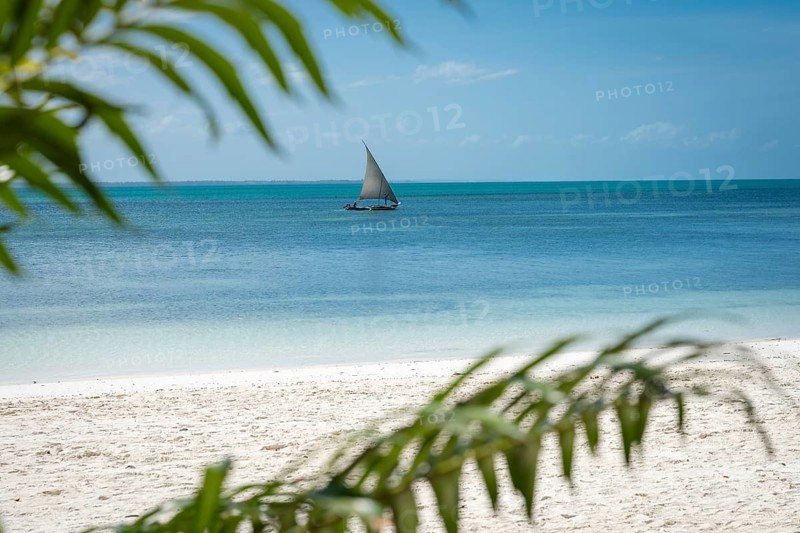 Tropical beach view through green palm leaves of a traditional sailboat on the turquoise Indian Ocean under a clear blue sky in Zanzibar
