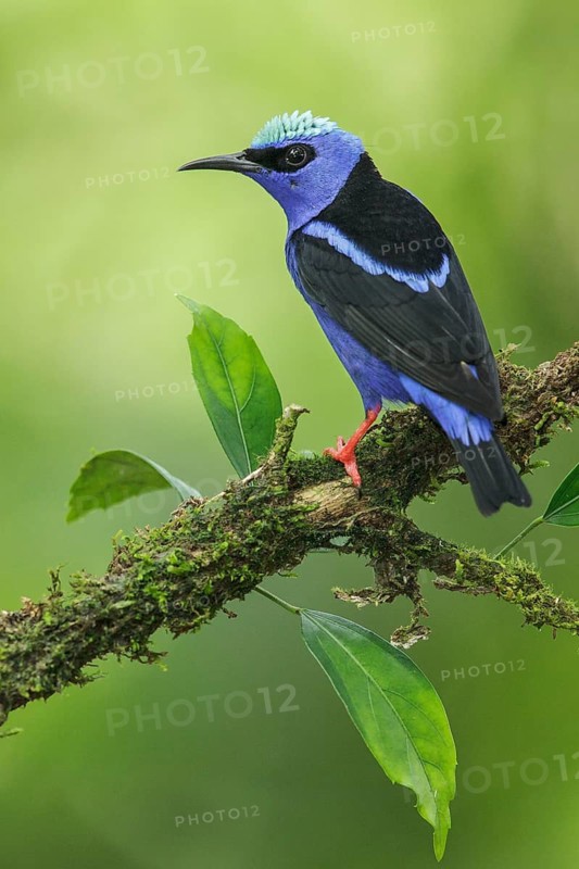 Red-legged Honeycreeper (Cyanerpes cyaneus) perched on a branch in Costa Rica