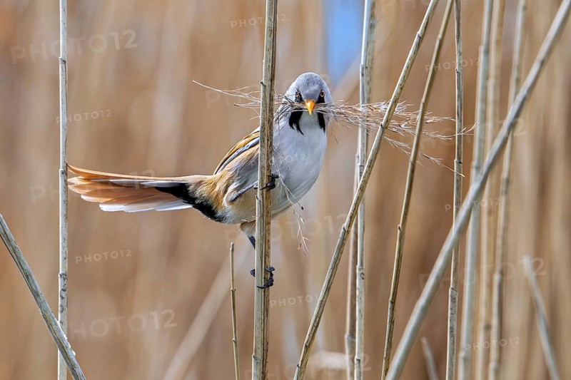 Bearded reedling, bearded tit (Panurus biarmicus) male collecting seed heads in beak as nesting material for nest building in reed bed in spring
