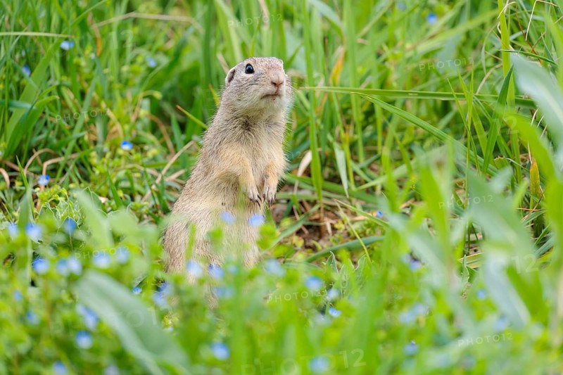 A fully grown ground squirrel (Spermophilus citellus) sits in a green meadow on a sunny day, intently observing its surroundings. Austria