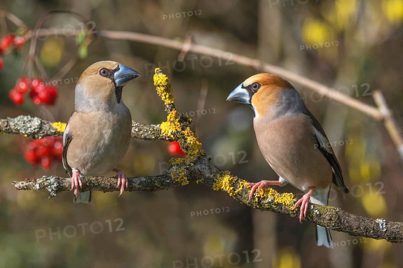 Two hawfinches (Coccothraustes coccothraustes) left female, right male sitting on a branch with lichen. red berries in the background, Baden-Württemberg, Germany