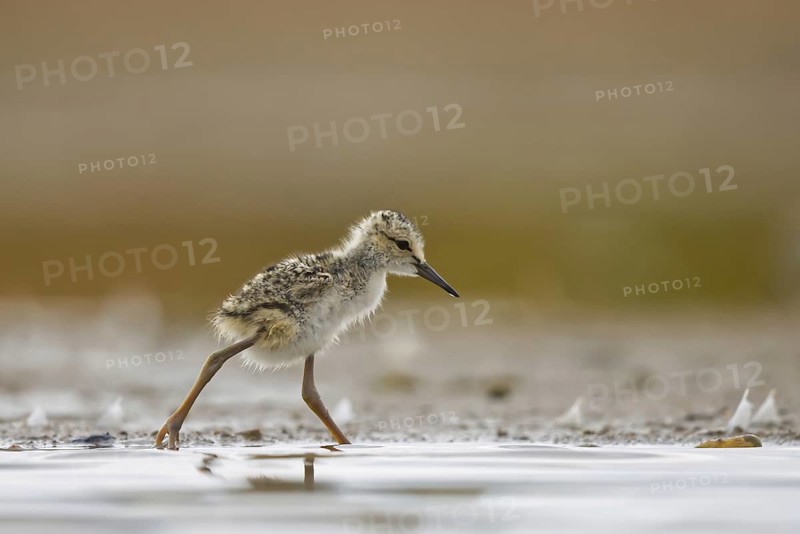 Black-winged Stilt (Himantopus himantopus) chick foraging, North Rhine-Westphalia, Germany