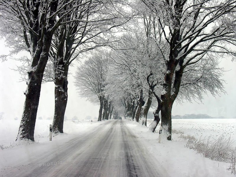 Winter linden avenue (Tilia) on a federal road, Mecklenburg-Western Pomerania, Germany
