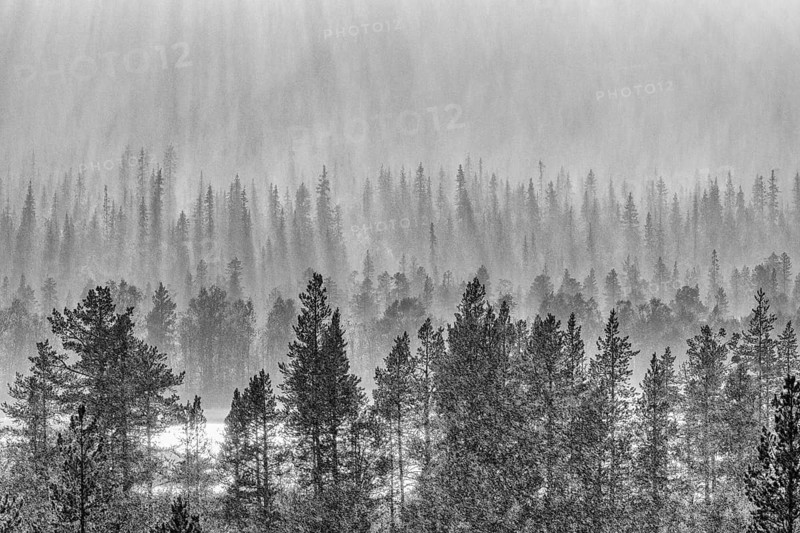 Rain shower over forest area, Gällivare, Norrbotten, Lapland, Sweden, August 2020