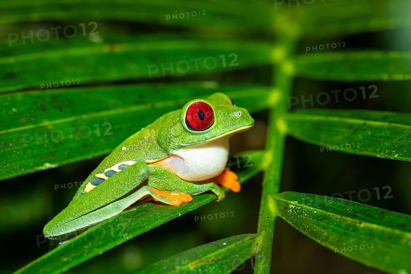 Macro shot of a Red-Eyed Tree Frog (Agalychnis callidryas) resting on a leaf. Vibrant colors show its natural habitat in Costa Rica Rainforest