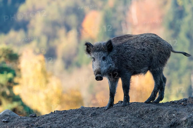A young wild boar (Sus scrofa) stands in a clearing on a mound of earth. An autumnal forest can be seen in the background. Bavaria, Germany