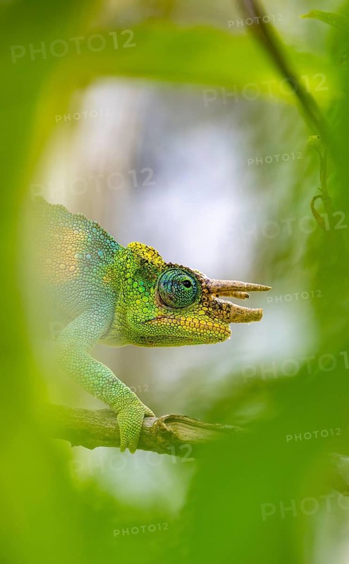 Three-horned chameleon (Trioceros jacksonii), male, between leaves on a branch, Bwindi Impenetrable Forest National Park, Uganda