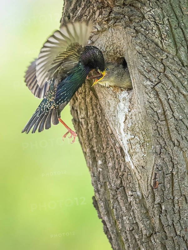 Common Starling (Sturnus vulgaris) feeding young in nest hole, Rhineland-Palatinate, Germany