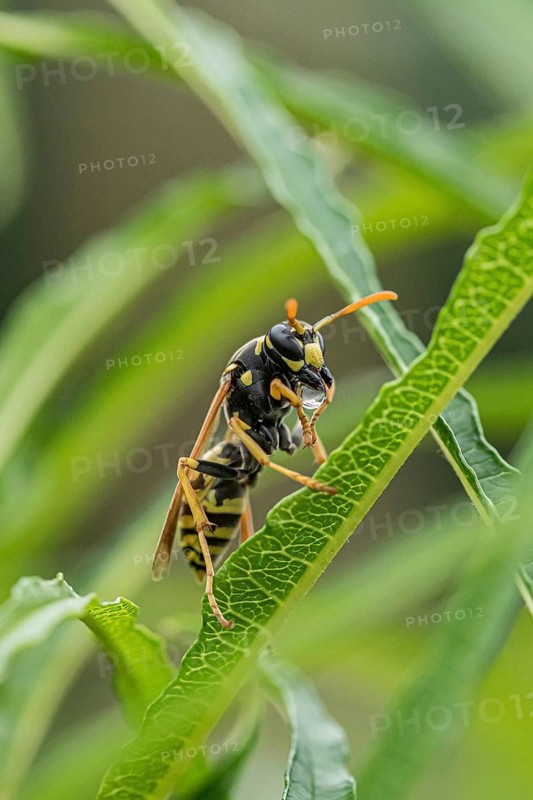 Gallic field wasp collecting nectar, european paper wasp (Polistes dominula), columnar deciduous tree (Frangula alnus FINE LINE), regurgitation, regurgitation of a food droplet