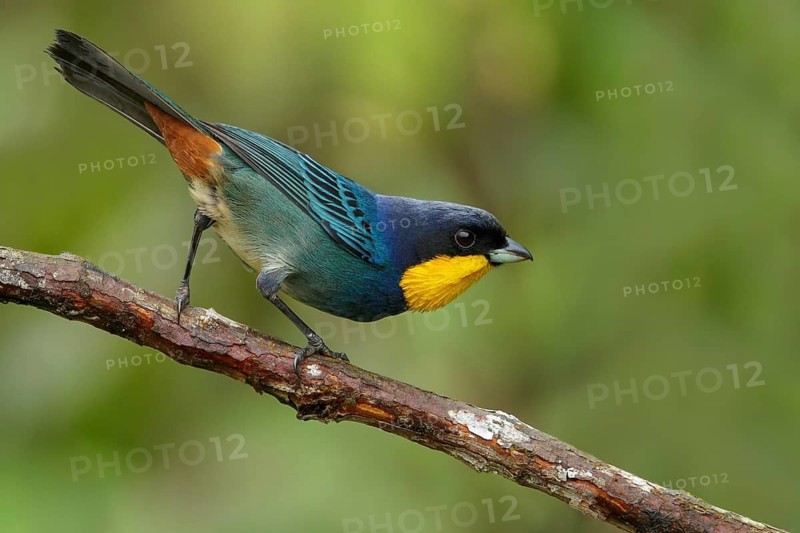 Purplish-mantled Tanager (Iridosornis porphyrocephalus) perched on a branch in the Andes Mountains of Colombia
