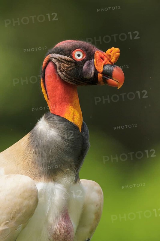 King Vulture (Sarcoramphus papa) perched on the ground in Costa Rica
