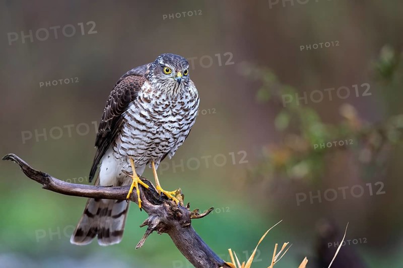 Eurasian Sparrowhawk (Accipiter nisus) female perched on a branch, Saxony-Anhalt, Germany