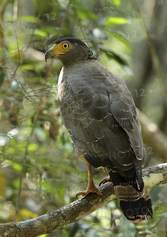 Crested Serpent Eagle (Spilornis cheela), Sri Lanka