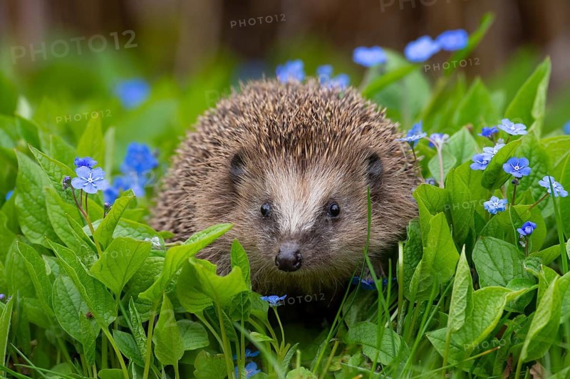Cute hedgehog, brown-breasted hedgehog (Erinaceus europaeus) in the garden, Vechta, Lower Saxony, Germany