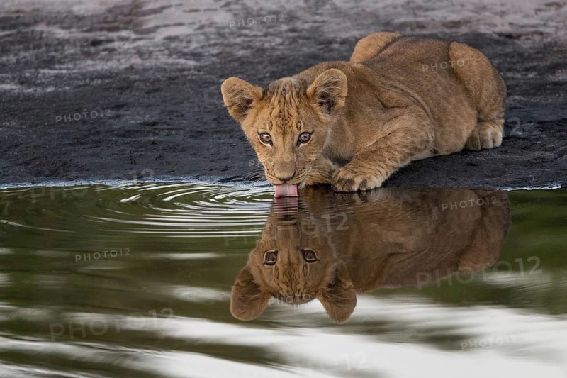 African Lion (Panthera leo) immature drinking at waterhole, Okavango Delta, Botswana