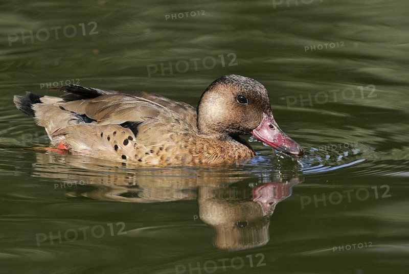 Brazilian Teal (Amazonetta brasiliensis), Arizona, USA