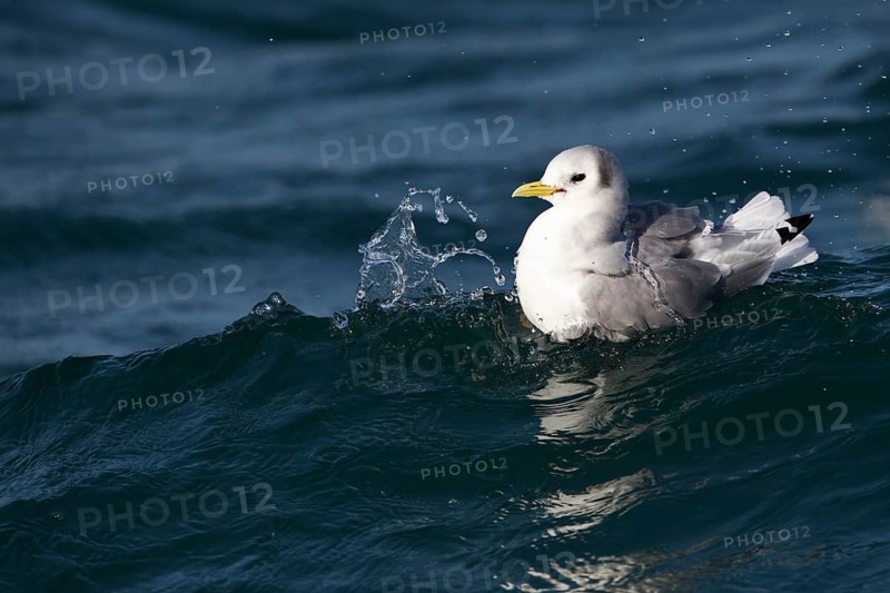 Black-legged Kittiwake (Rissa tridactyla tridactyla), North Sea, Germany