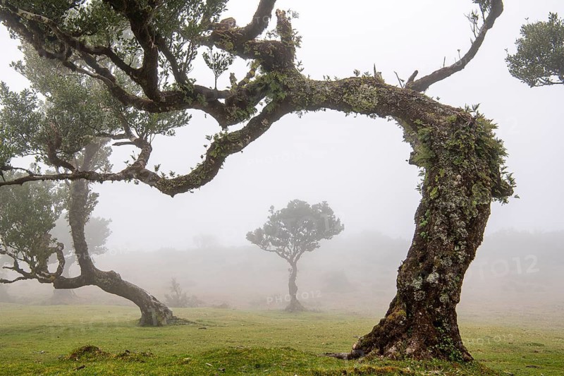 Laurel trees (Laurus nobilis) on Madeira, Fanal, Madeira, Portugal